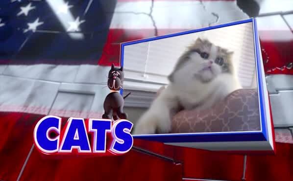 ASSIGNMENT AMERICA: Cats!