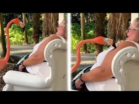 Bird Fails