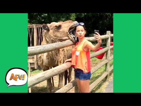 Funny Animal Videos