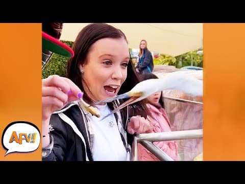 Funniest Nature Fails