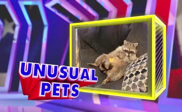 Assignment America: Unusual Pets
