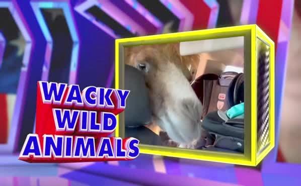 Assignment America: Wacky Wild Animals